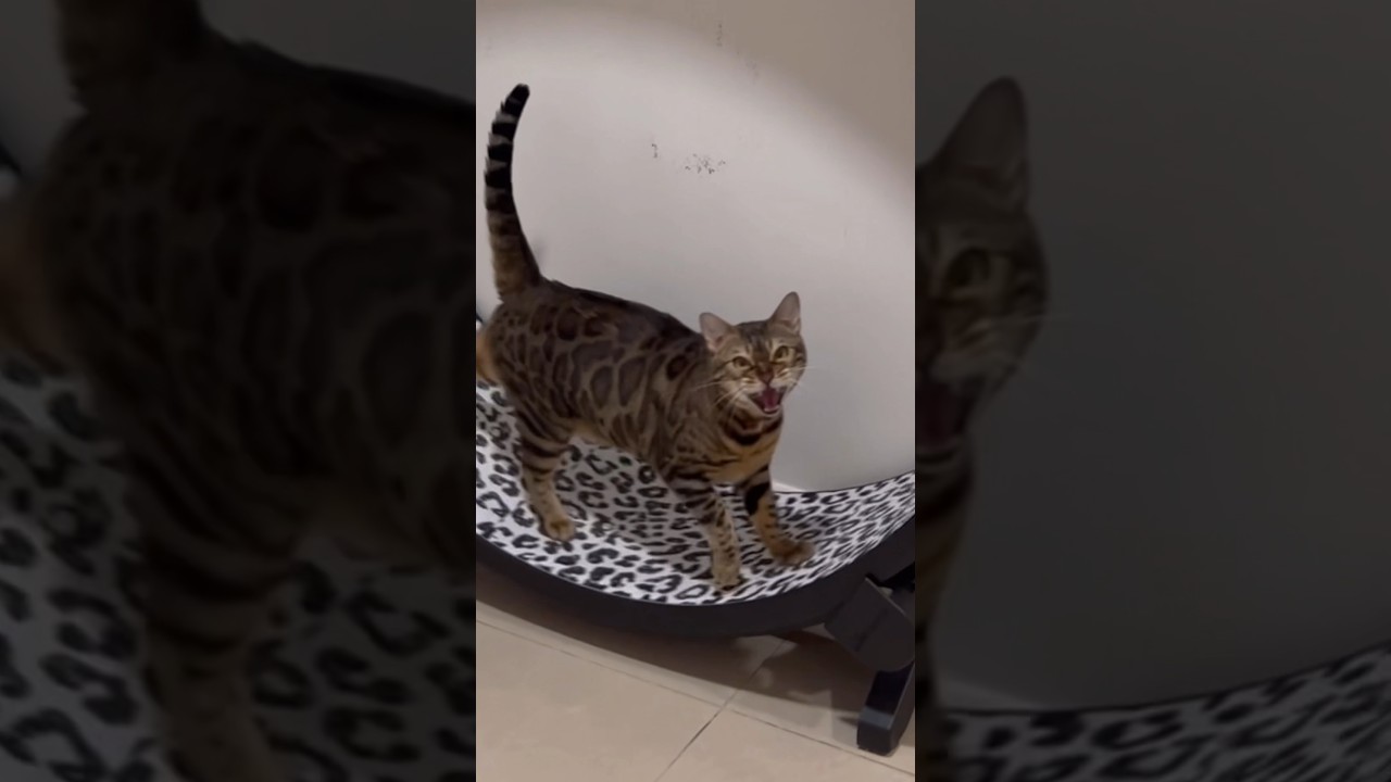 新入り子猫の匂いが付いたママにブチギレる先住猫【ベンガル猫】