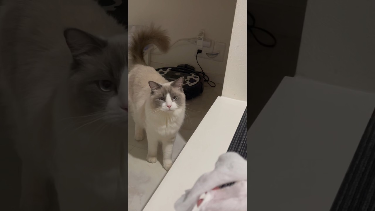 お尻を拭かれるのが嫌すぎる末っ子ラグドール🐈 #cat #猫 #ラグドール #ragdoll #ねこのいる生活 #shorts