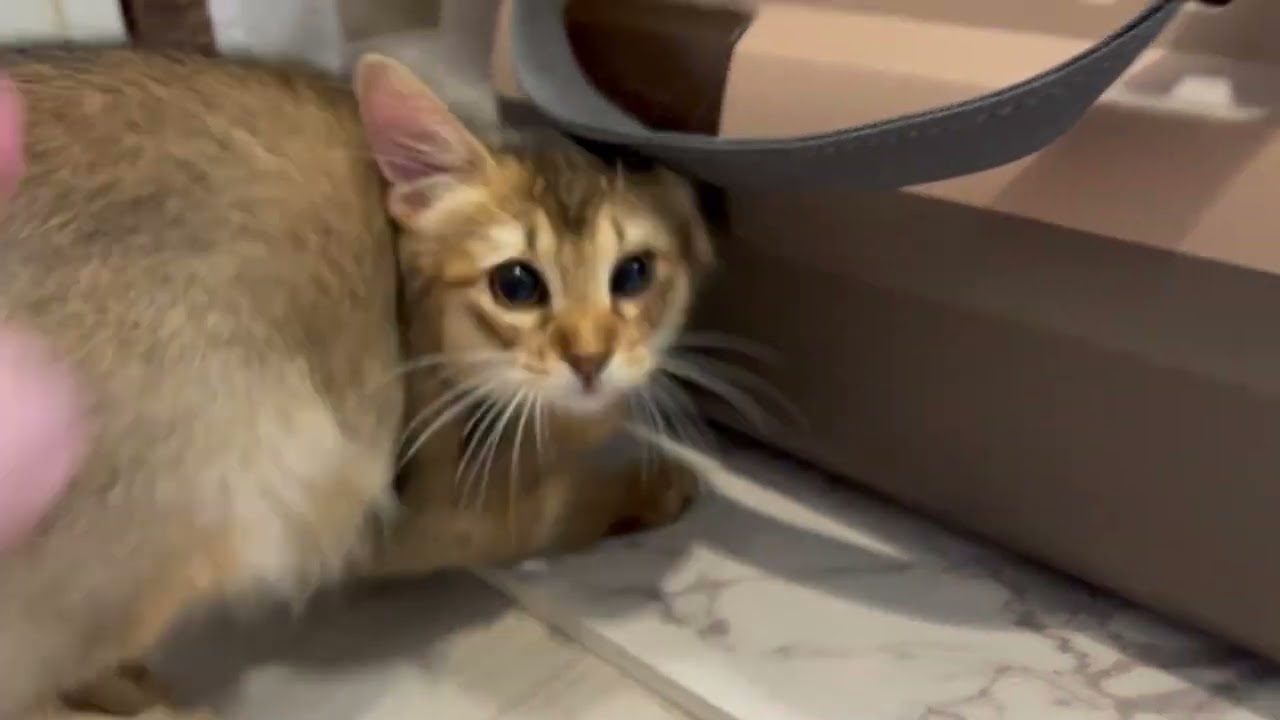 やんちゃなソマリの子猫