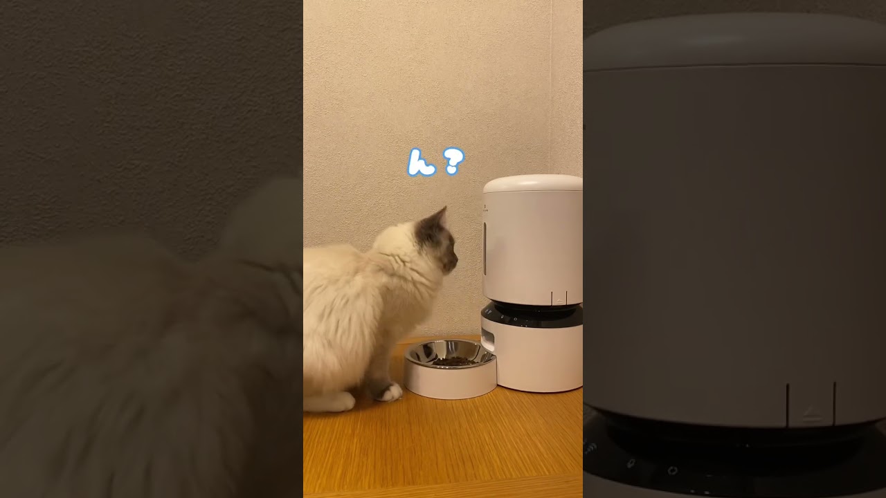 かしこい猫 #ねこ #猫 #ねこのいる生活 #ラグドール #ragdollcat #えさやり #自動給餌器 #かわいい猫 #猫動画