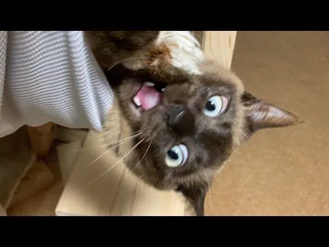 トンキニーズ 【2023/05/01】