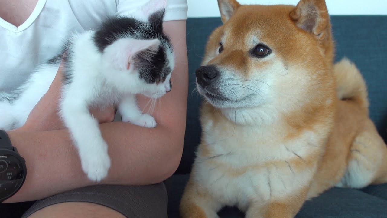 子猫を迎えた休日のハチ家が想像を超えて賑やかでした。。