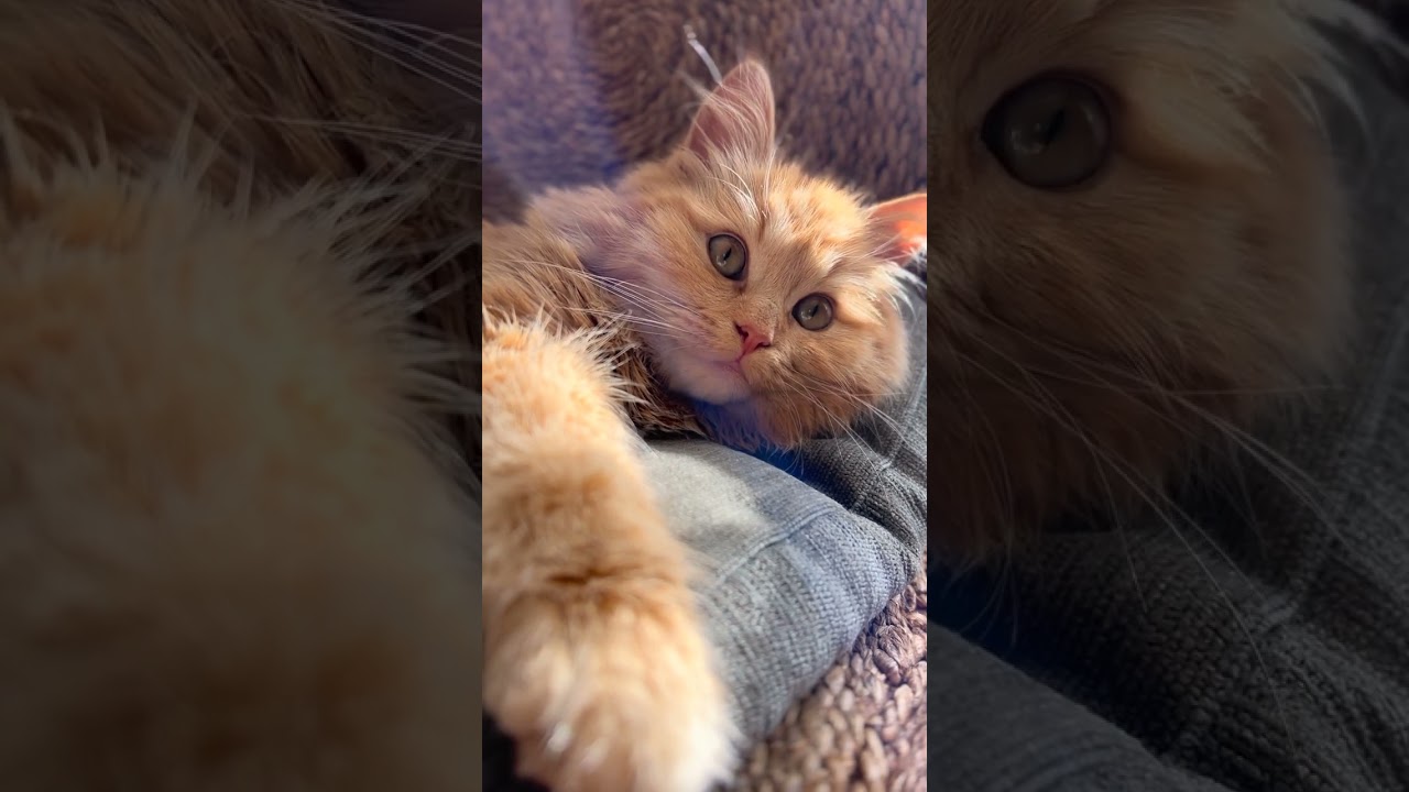 (brown Persian)Persian cat (brown cat)#catshort #cat #shorts #youtubeshort #trending #viral #persian