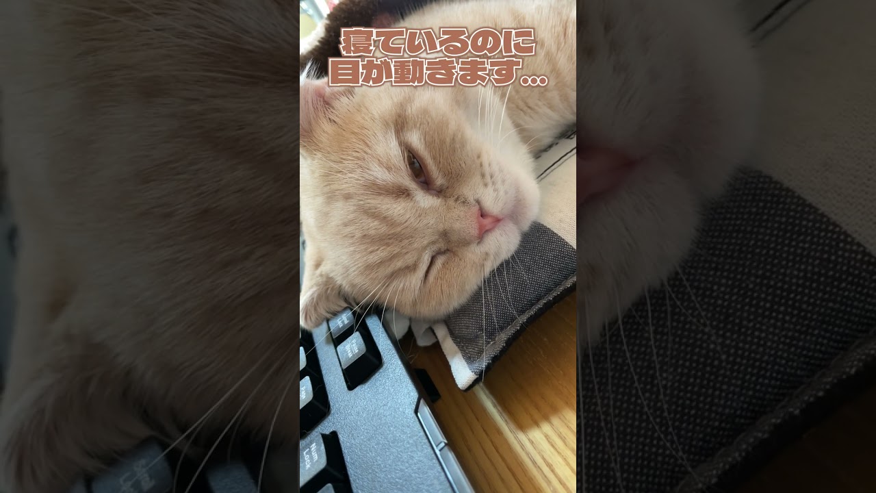 心配になる子猫の寝顔【スコティッシュフォールド】#shorts #かわいい #子猫