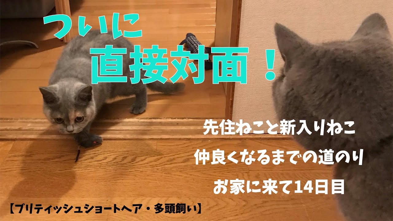 ついに直接対面へ！【ブリティッシュショートヘア・多頭飼い】先住ねこと新入りねこ仲良くなるまでの道のりお家に来て14日目の様子 Face-to-face