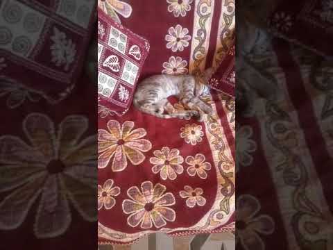 Brown cat relaxing