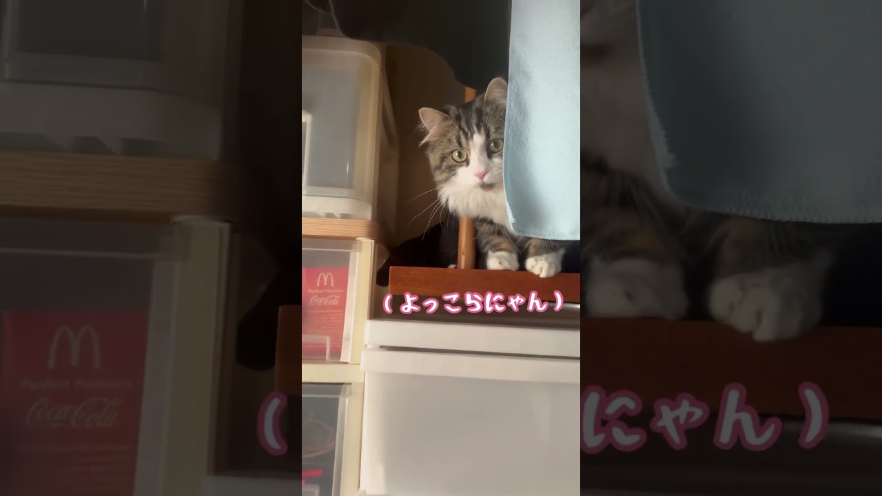 トレジャーハンター気分のウキウキマンチカン猫あんみつ　#猫 #cat #マンチカン #munchkin #かわいい #猫動画 #猫好きさんと繋がりたい #おもしろ
