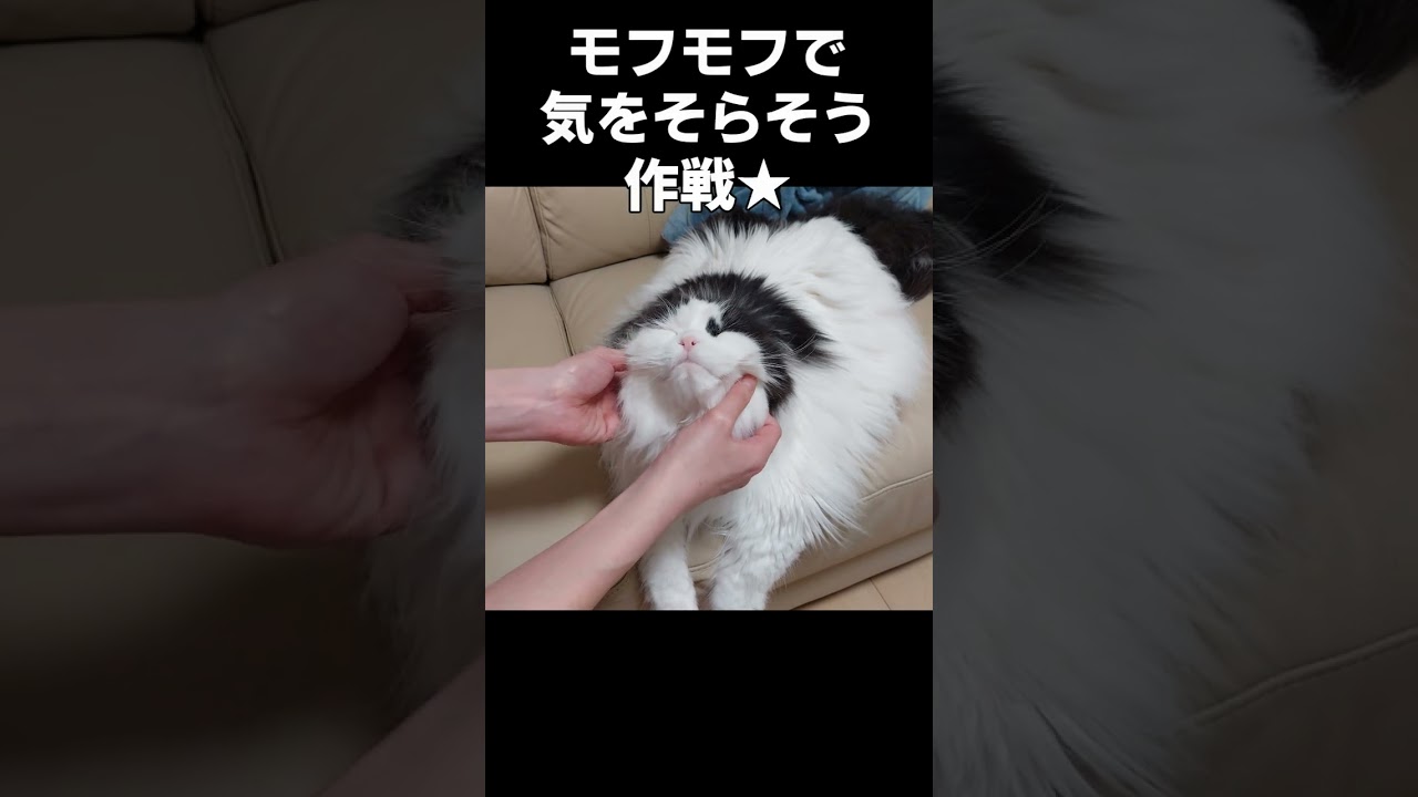 モフモフされて溶ける猫がかわいい♪#shorts #cat #Cat #猫 #スコティッシュフォールド