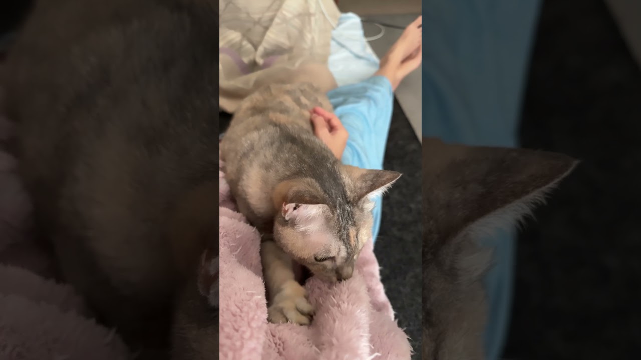 飼い主を熟成肉だと思って柔らかくしている猫