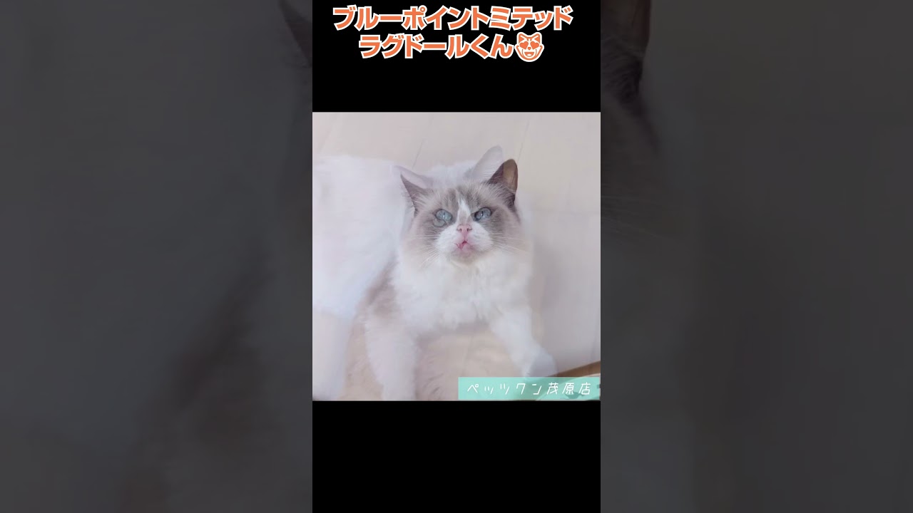 かわいい猫紹介 ブルーポイントミテッドラグドールくん😻😺【横浜ペットショップ ベルドック】#shorts #猫動画 #猫のいる暮らし