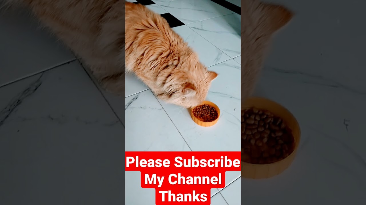 A persian cats/ Beautiful cat Video/ Brown cat #cats #catshorts #persiancat #browncat #youtubeshort