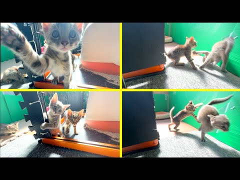 いくら見てても飽きない子猫たちの遊び