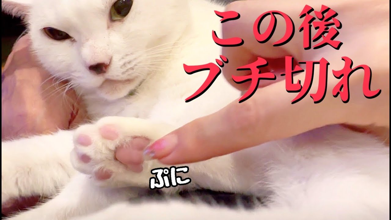 最強白猫のピンクの肉球触ったら思いっきり殴られました