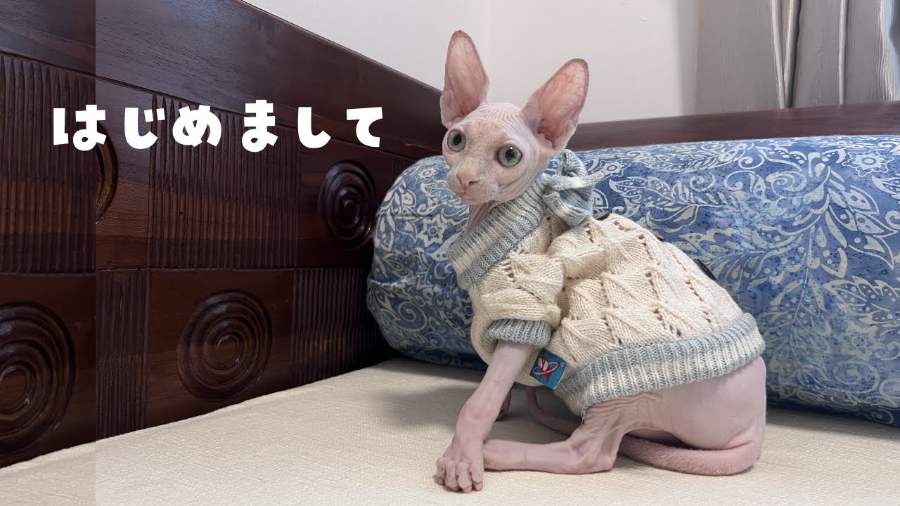 【お知らせ】新しい家族スフィンクス子猫のご紹介【ベンガル/スフィンクス猫】