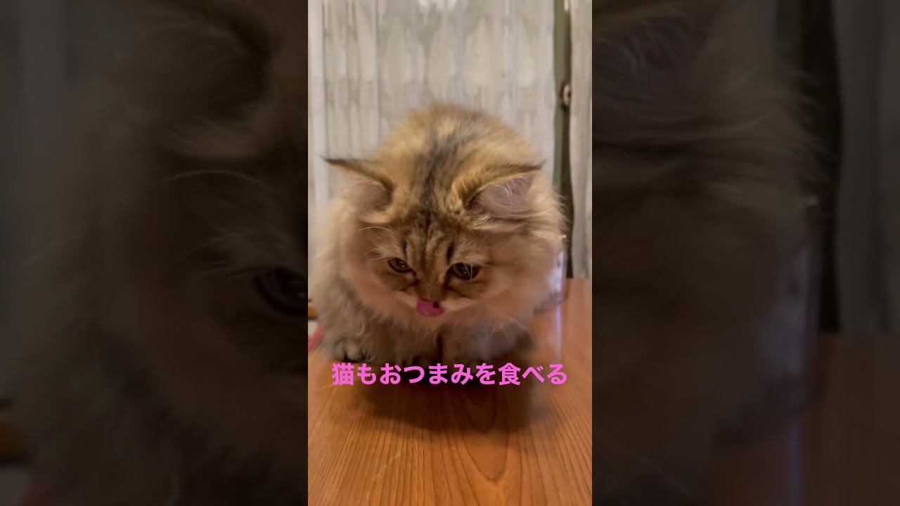 猫の夜のおつまみ#shorts〜ペルシャ猫