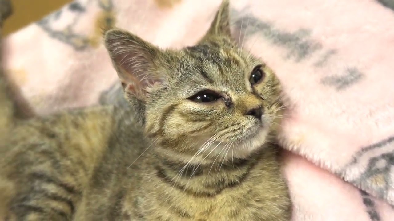 すごく性格の良いアメリカンショートヘアーのかわいい子猫！9 very cute American Shorthair kitten with a good personality!