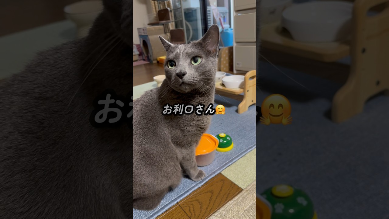 【ロシアンブルー】健気に待つめろん...🥹ベル、間違えてるね🤭【猫】#shorts