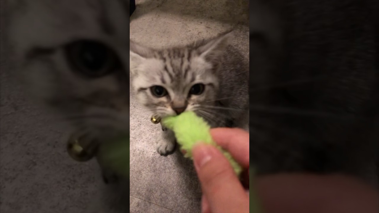 ママに褒められて嬉しさ爆発する子猫が可愛すぎる‼︎笑 #shorts