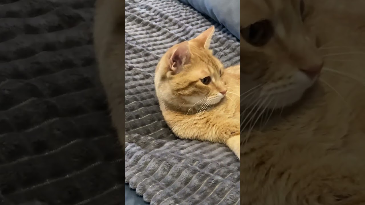 Brown Cat Relaxation 😂🐈 #shorts