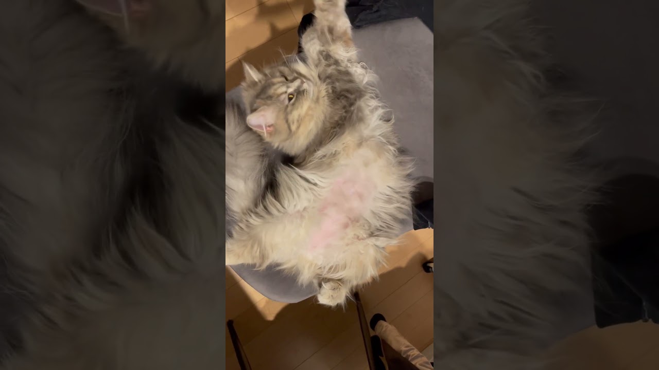 これ #猫のいる暮らし #ラガマフィン #子猫動画 ヘソ天？