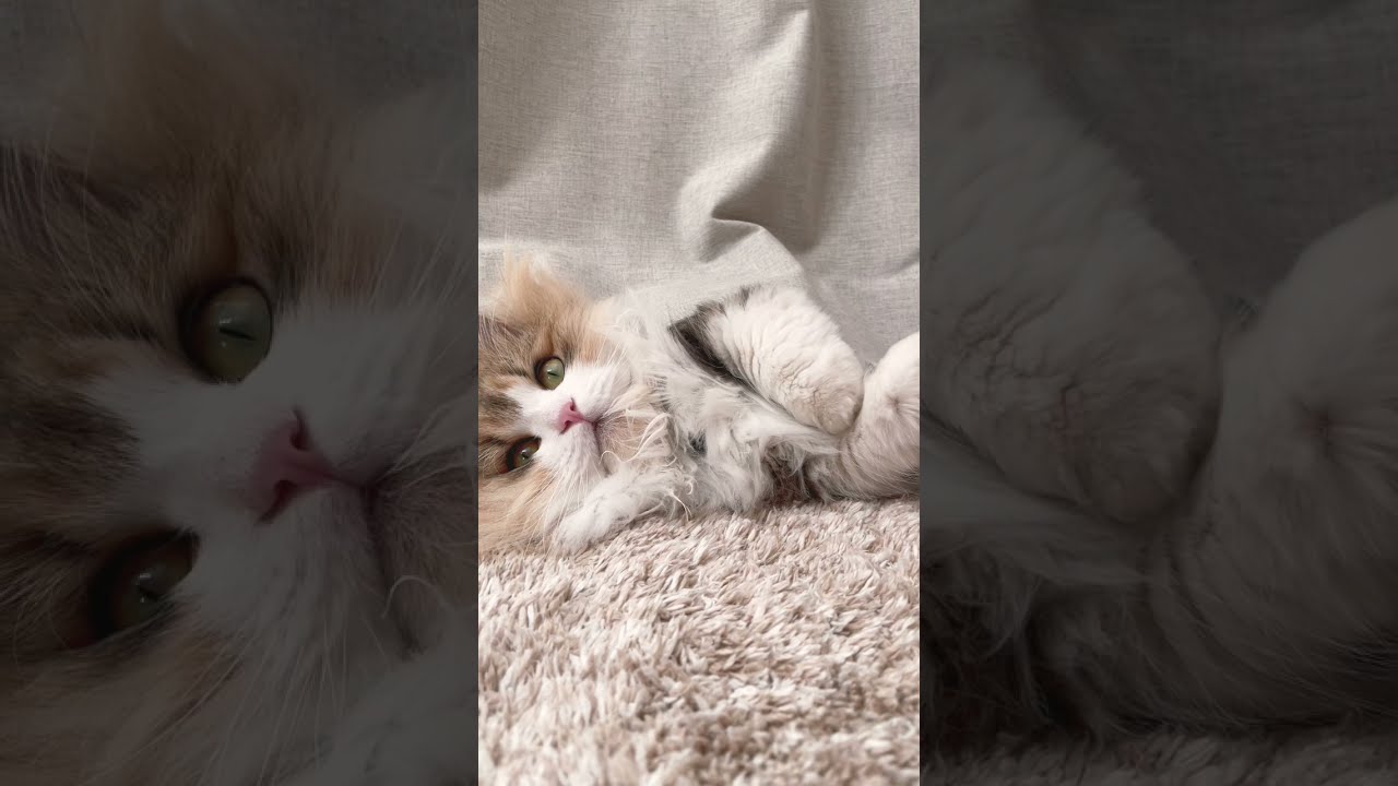 カーテンからはみ出してる猫ちゃん #shorts #ミヌエット #ペット