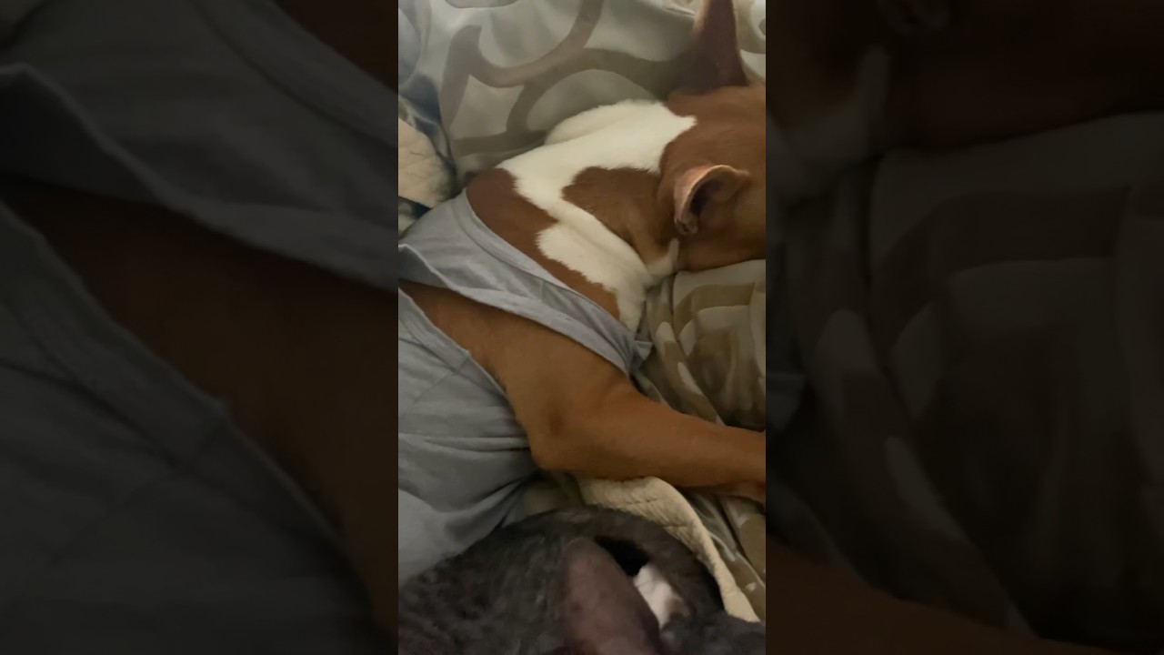 it happens 🤓 bull terrier, cornish rex and rabbit dachshund