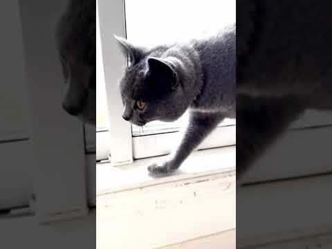 シャルトリュー ちちねこはアメリカより迎えました ブルーソリッド（ふわふわなダブルコート）