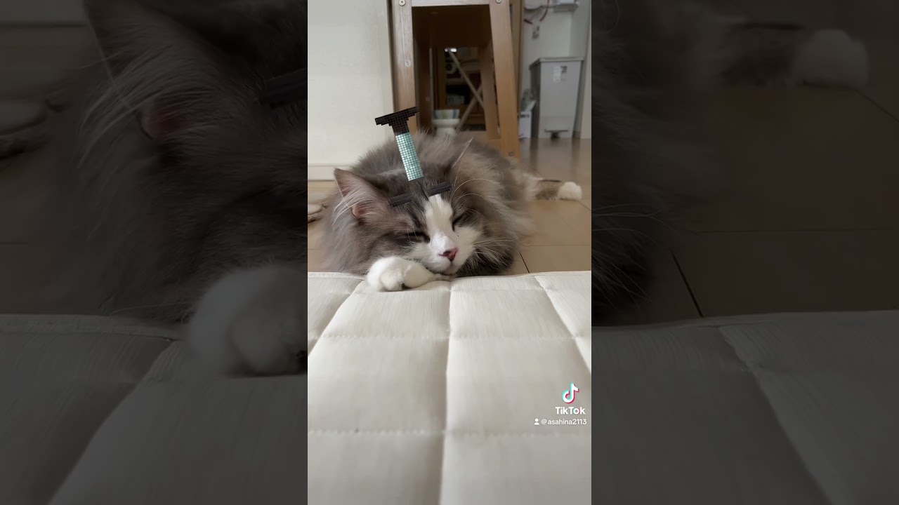 クールにアイーンしてる笑笑#ラガマフィン #猫 #cat #かわいい #おすすめ #shorts