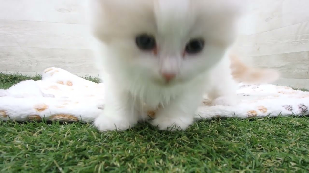 Coo&RIKU　No00634079 スコティッシュフォールド