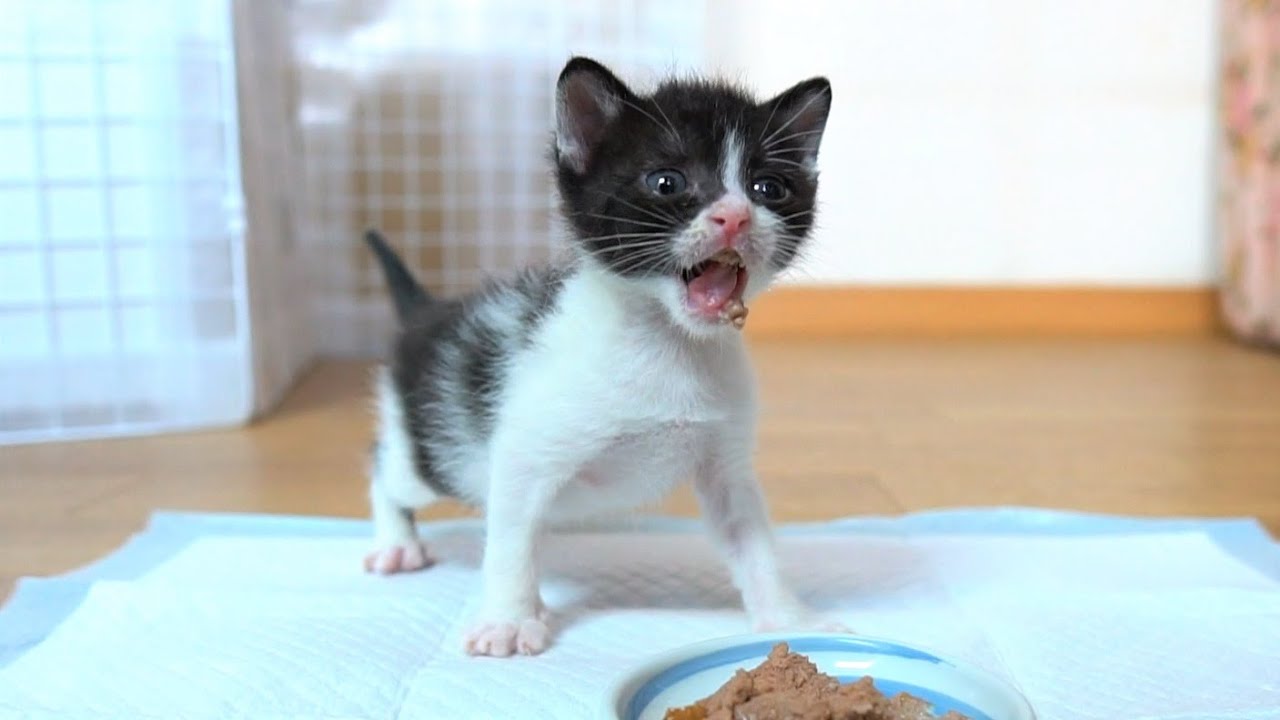 【生後27日】離乳食が美味しすぎてもりもり食べる子猫【保護子猫】