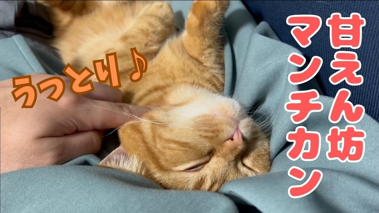 誰にでも甘えてる短足マンチカン猫が可愛い！