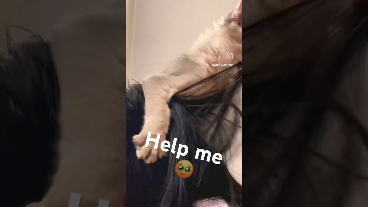 髪をめちゃ食べる猫くうちゃん　#shorts #cat #kitten #猫 #子猫 #ソマリ