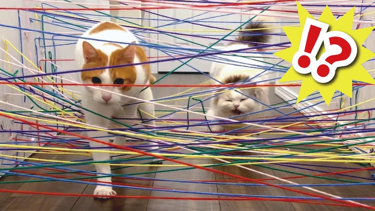 レインボーセキュリティシステムを突破する猫【関西弁でしゃべる猫】