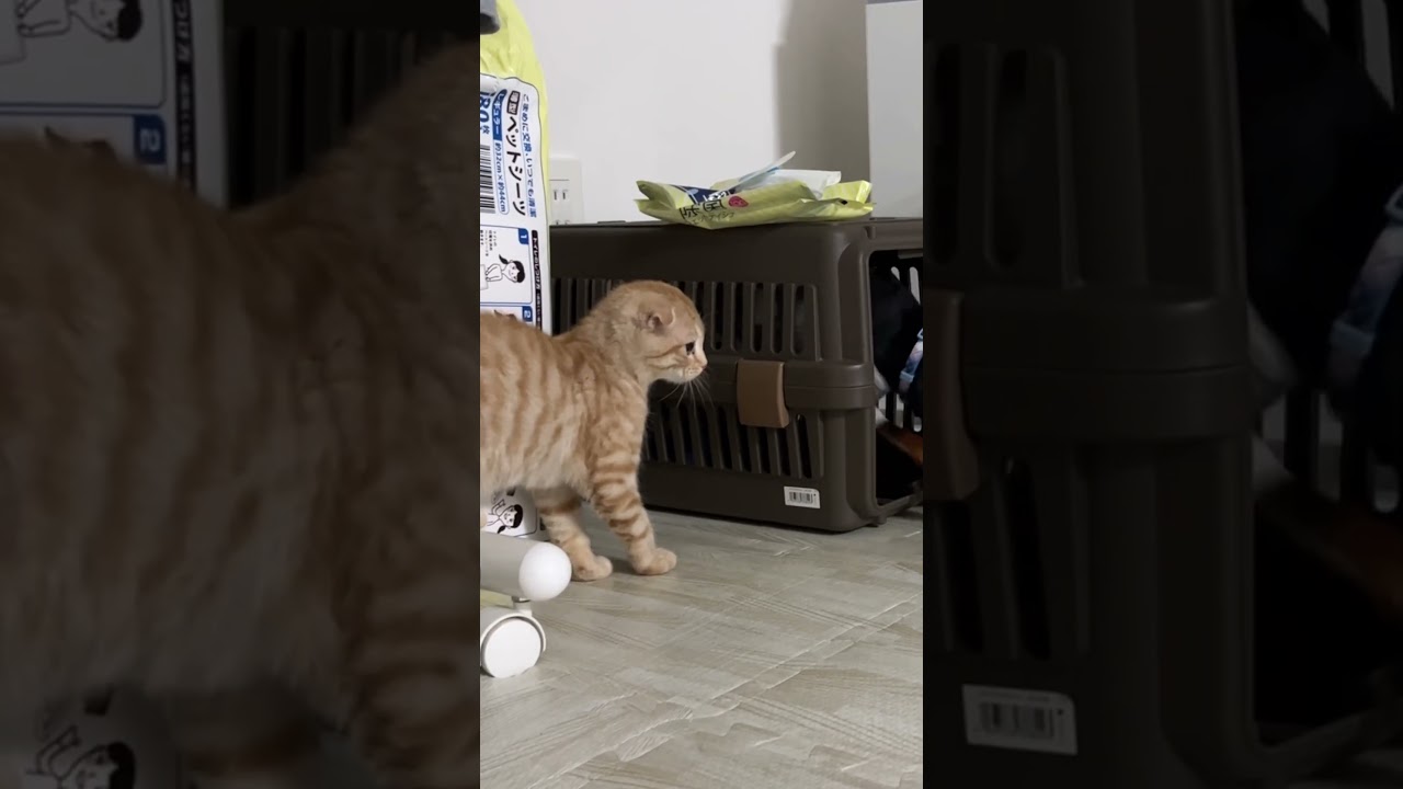 追いかけっこする犬と猫 #スコティッシュフォールド折れ耳 #ミニピン #犬猫 #可愛い動物