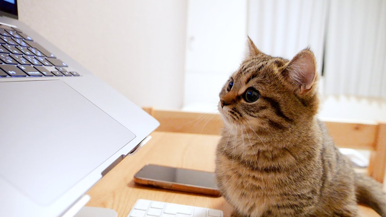 Kitten Lili saw soccer for the first time and was hooked!