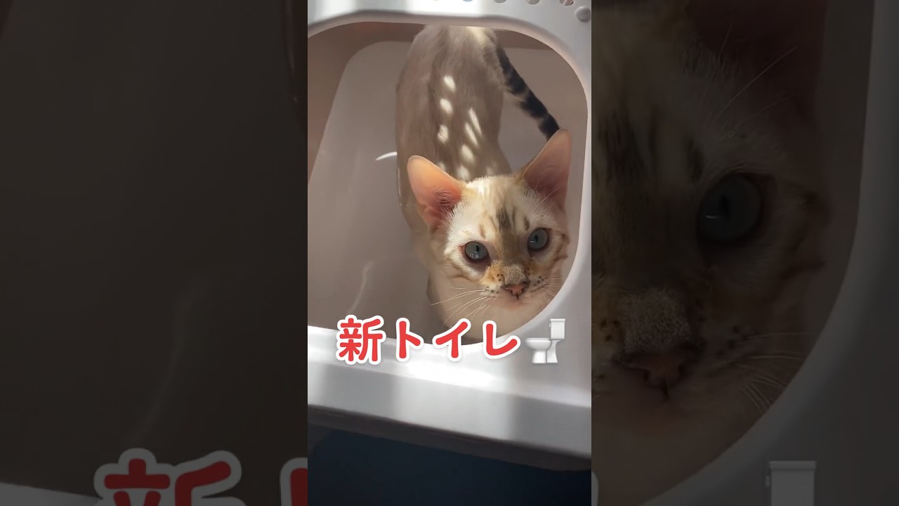 【子猫動画】ホワイトベンガル　生後4ヶ月半！　新しいトイレ　ベンガル猫　ネコ　ねこ　#cat #bengalcat #ベンガル #ベンガル猫 #ベンガル子猫 #子猫 #bengal #猫