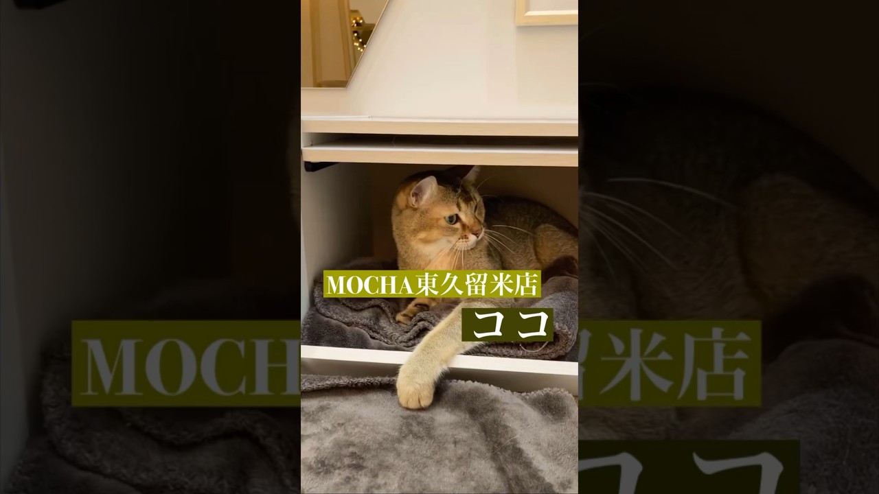ココ　(アビシニアン♂)　#猫カフェモカイオンモール東久留米店  2023/5/2撮影　#shorts　#cat