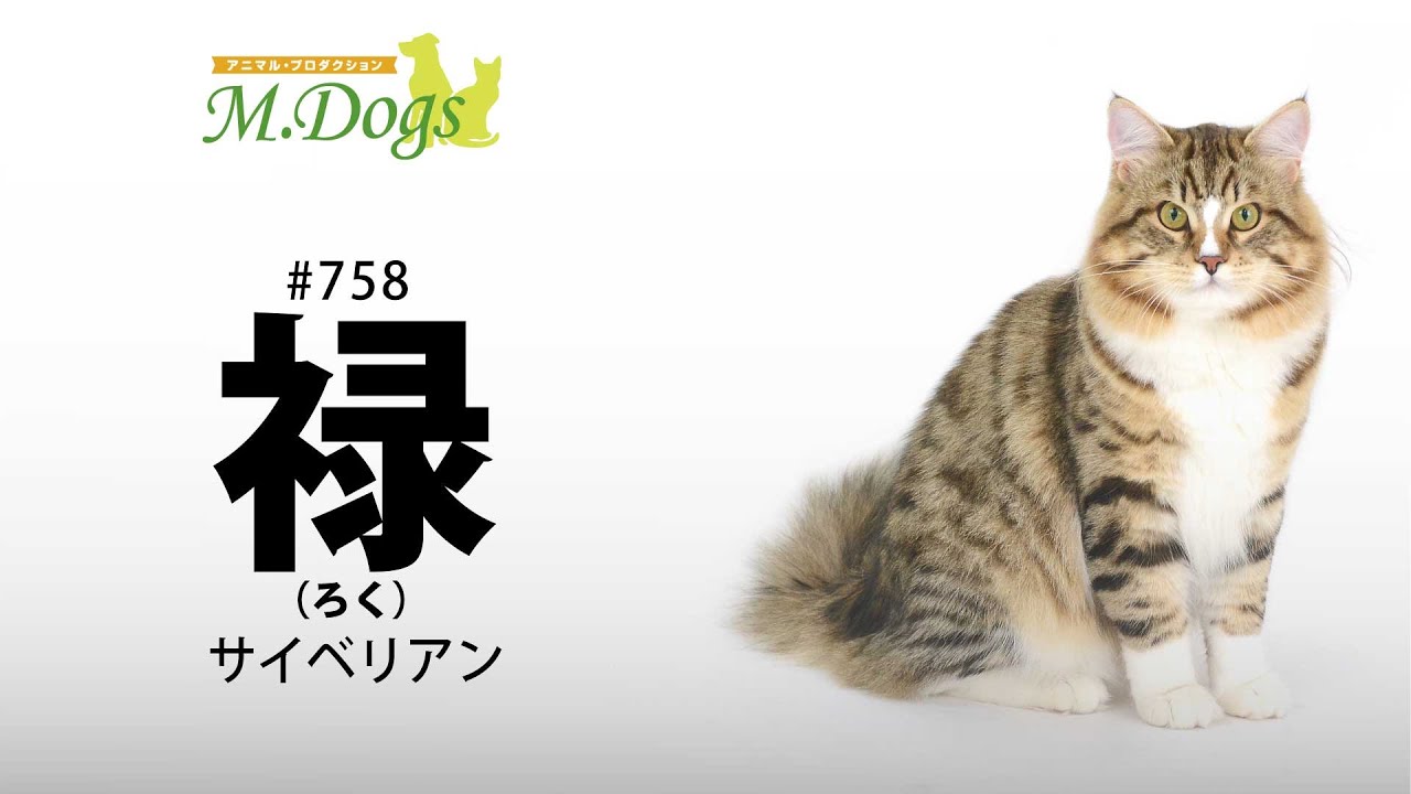 ペットモデル #758 サイベリアン「禄(ろく)」