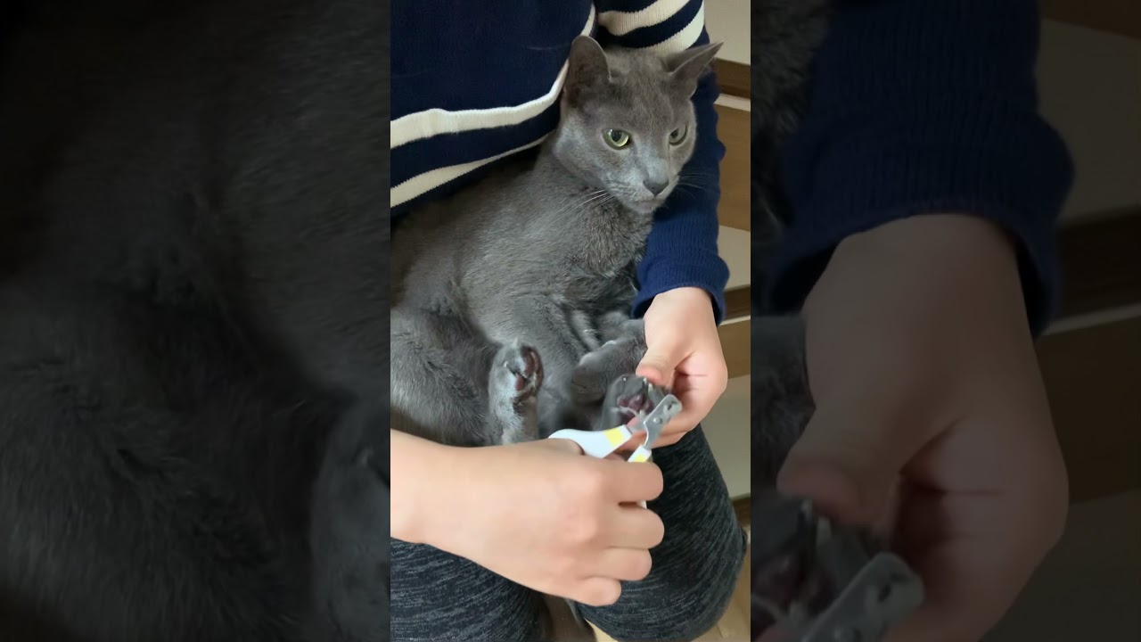 【ロシアンブルー】猫の爪切り技術が天下一品の嫁　#Shorts