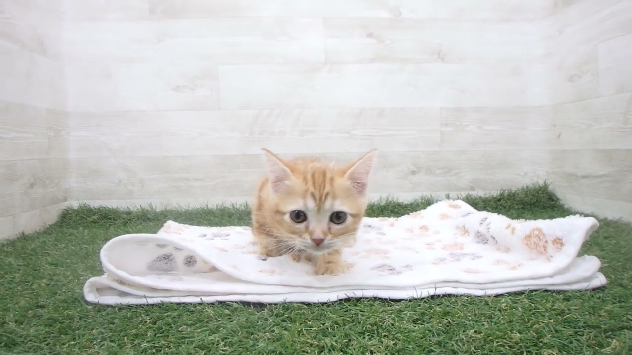 Coo&RIKU　No00631463 アメリカンショートヘアー