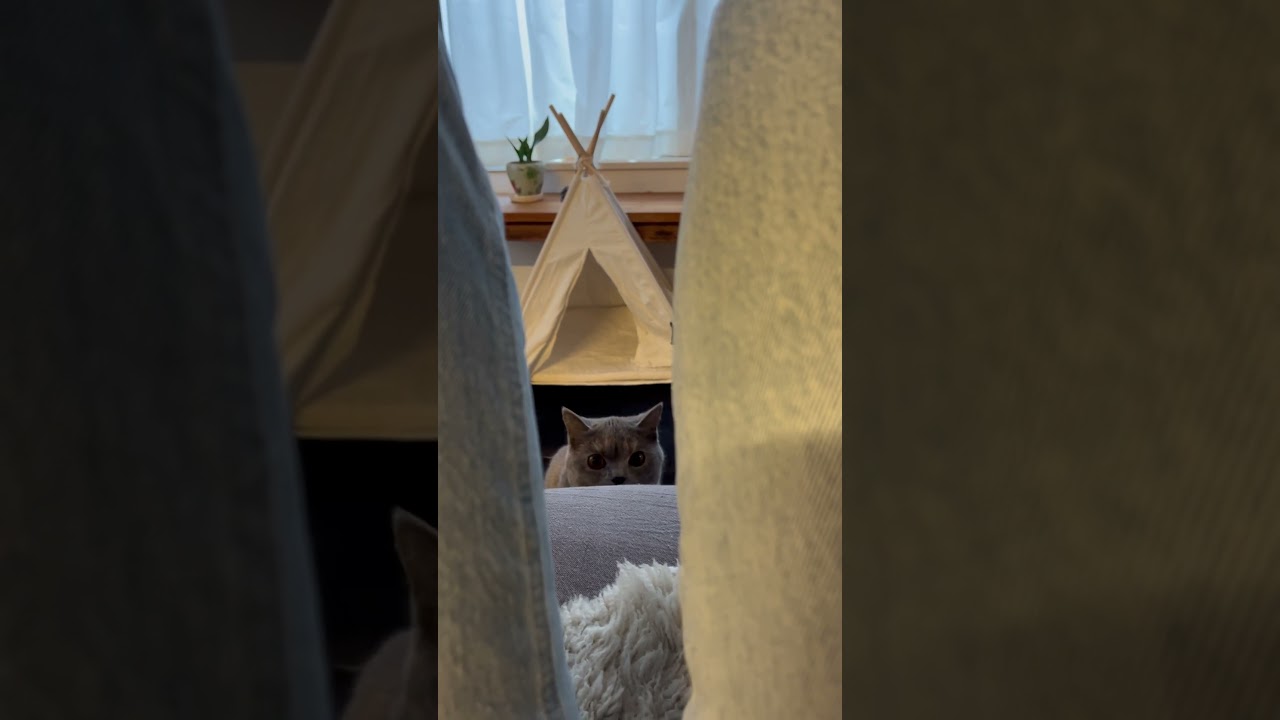 だるまさんが。。。 #ブリティッシュショートヘアー #cat #gatos #猫 #britishshorthair #cute #funny #ブリのうずめ