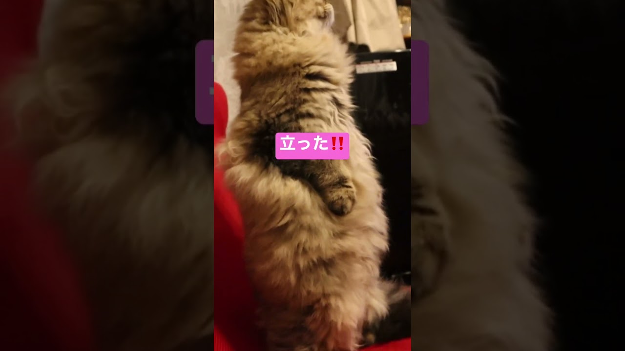 立つ猫#shorts〜ペルシャ猫