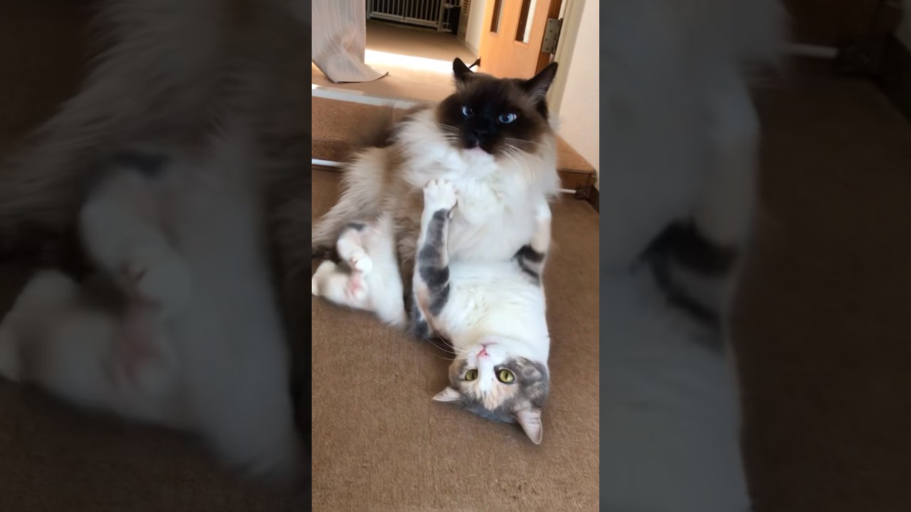 今日もバトル勃発？ラグドールねこの宮ちゃんとマンチカンねこの神楽さん…w #shorts