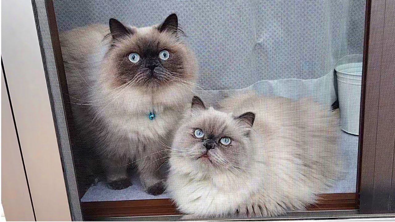 庭の花壇を見る猫たちです【ヒマラヤン猫】