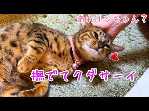 ベルリン入れ替わり？リンがベルのフリして猫部屋に帰りません…