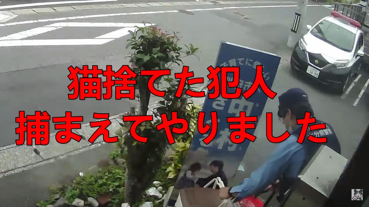 子猫を遺棄されたので、犯人追いかけて捕まえた　あとドンくん