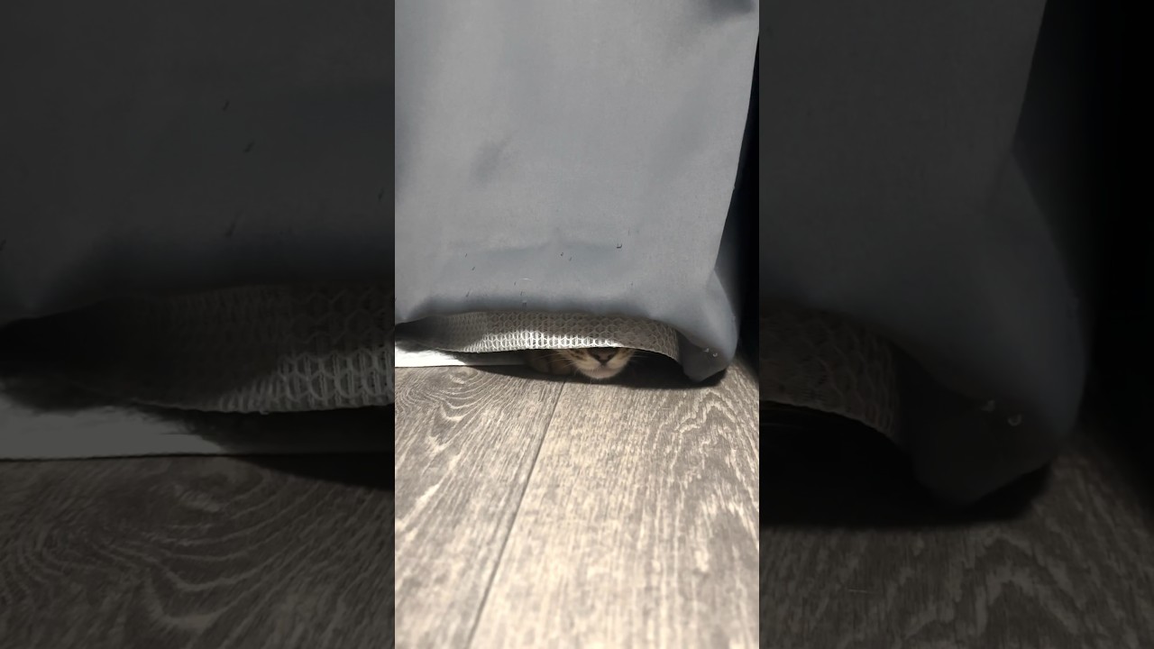【子猫】バレバレなかくれんぼ #shorts #猫 #ベンガル