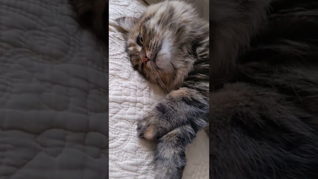 恐怖におののいてフリーズしてる猫　#shorts #猫 #サイベリアン