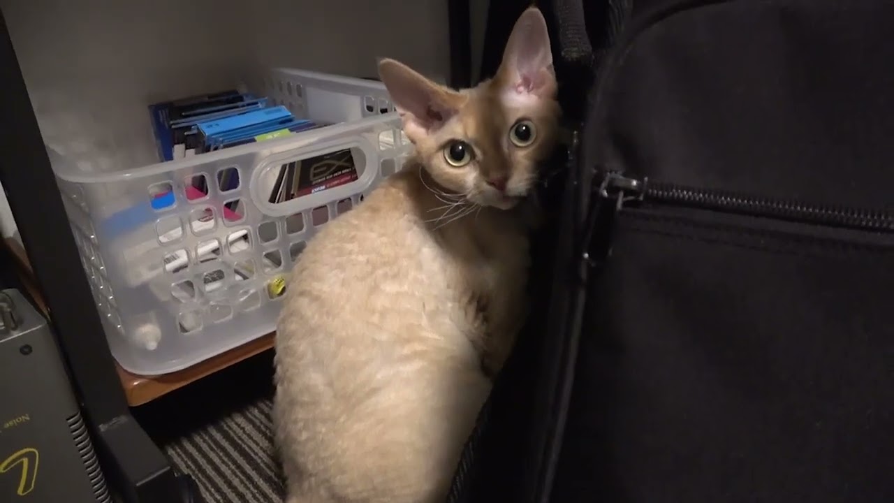 デボンレックス猫はギター部屋が好き(Devon Rex cat likes our guitar room)