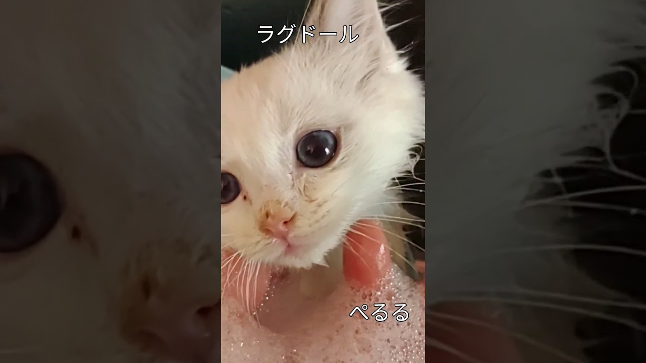 #入浴#ラグドール#ぺるる